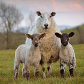 Environmental products